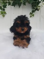Callie , a female Cavapoo for sale in Sugarcreek, OH – 2 of 7