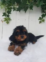 Callie , a female Cavapoo for sale in Sugarcreek, OH – 6 of 7