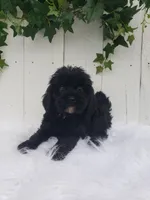 Lucky , a male Cavapoo for sale in Sugarcreek, OH – 2 of 6