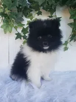 Teddy , a male Pomeranian for sale in Sugarcreek, OH – 4 of 8
