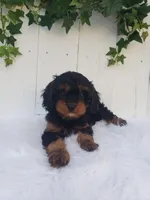 Lily , a female Cavapoo for sale in Sugarcreek, OH – 7 of 8