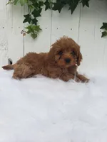 Rex , a male Cavapoo for sale in Sugarcreek, OH – 3 of 6