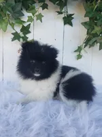 Teddy , a male Pomeranian for sale in Sugarcreek, OH – 2 of 8