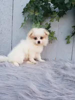Sage , a female Pomeranian for sale in Sugarcreek, OH – 7 of 9