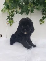 Lucky , a male Cavapoo for sale in Sugarcreek, OH – 3 of 6