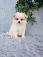 Sage , a female Pomeranian for sale in Sugarcreek, OH – 8 of 9