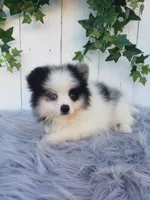 Cody , a male Pomeranian for sale in Sugarcreek, OH – 7 of 8