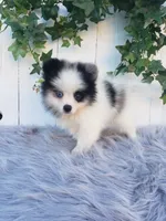 Cody , a male Pomeranian for sale in Sugarcreek, OH – 5 of 8
