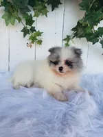 Sophie , a female Pomeranian for sale in Sugarcreek, OH – 3 of 7