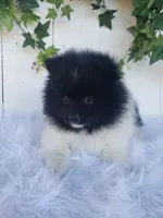 Teddy , a male Pomeranian for sale in Sugarcreek, OH – 7 of 8