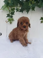 Rose , a female Cavapoo for sale in Sugarcreek, OH – 6 of 7
