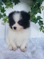 Ollie , a male Pomeranian for sale in Sugarcreek, OH – 3 of 7