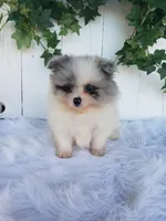 Sophie , a female Pomeranian for sale in Sugarcreek, OH – 6 of 7