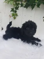 Daisy , a female Cavapoo for sale in Sugarcreek, OH – 3 of 7