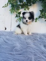 Cody , a male Pomeranian for sale in Sugarcreek, OH – 3 of 8