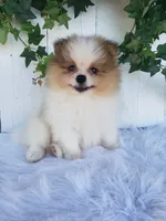 Max, a male Pomeranian for sale in Sugarcreek, OH – 3 of 7