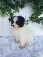 Ollie , a male Pomeranian for sale in Sugarcreek, OH – 4 of 7