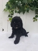Lucky , a male Cavapoo for sale in Sugarcreek, OH – 5 of 6