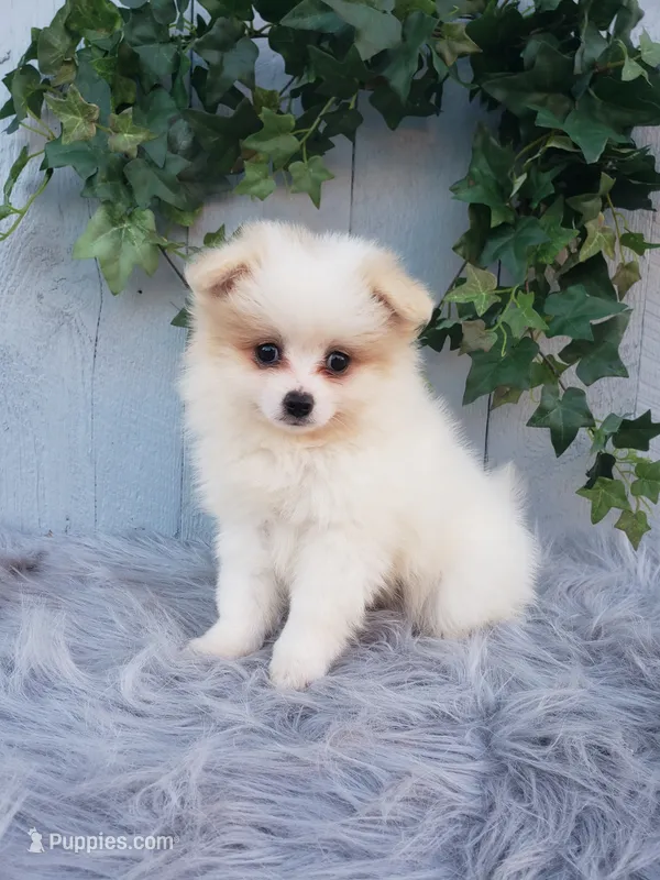 Sage  – Pomeranian puppy for sale in Sugarcreek, OH
