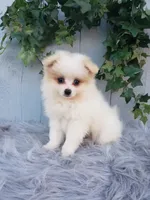 Sage , a female Pomeranian for sale in Sugarcreek, OH – 1 of 9