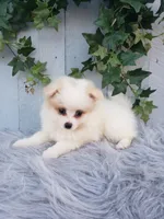 Sage , a female Pomeranian for sale in Sugarcreek, OH – 3 of 9