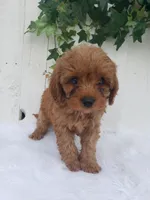 Rex , a male Cavapoo for sale in Sugarcreek, OH – 6 of 6