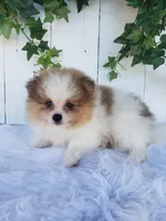 Max, a male Pomeranian for sale in Sugarcreek, OH – 2 of 7