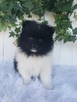 Teddy , a male Pomeranian for sale in Sugarcreek, OH – 8 of 8