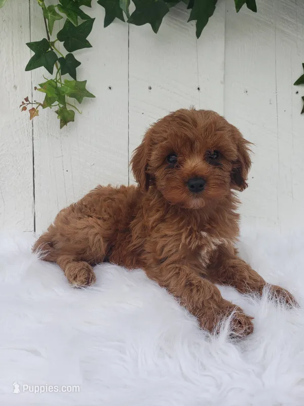 Rose  – Cavapoo puppy for sale in Sugarcreek, OH