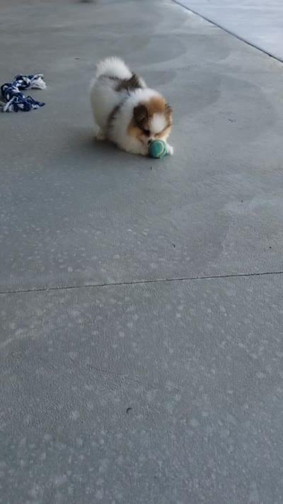 Max, a male Pomeranian for sale in Sugarcreek, OH – 7 of 7
