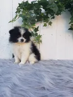 Abby , a female Pomeranian for sale in Sugarcreek, OH – 4 of 8
