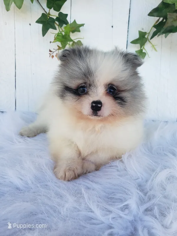Sophie  – Pomeranian puppy for sale in Sugarcreek, OH