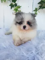Sophie , a female Pomeranian for sale in Sugarcreek, OH – 1 of 7