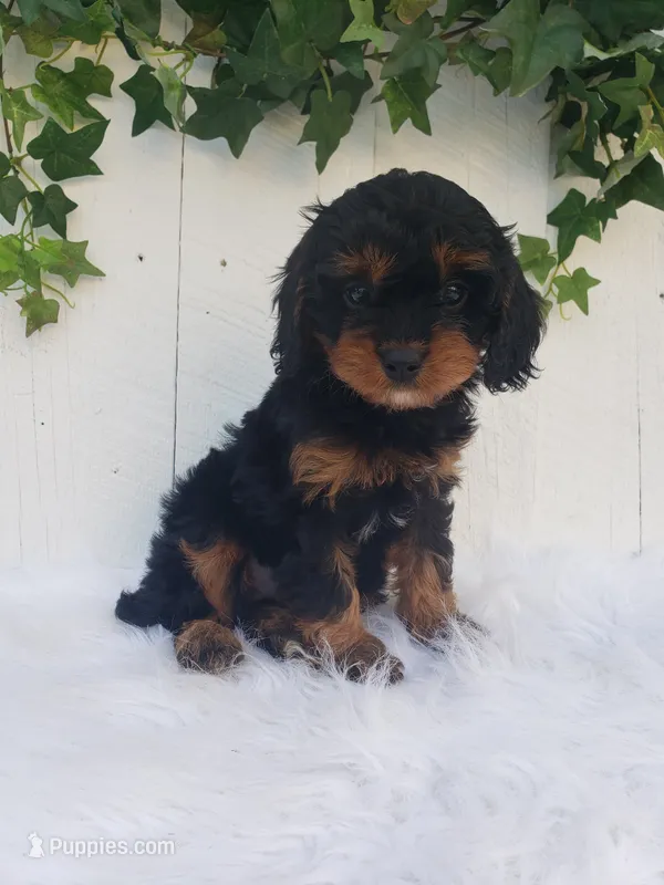 Lily  – Cavapoo puppy for sale in Sugarcreek, OH