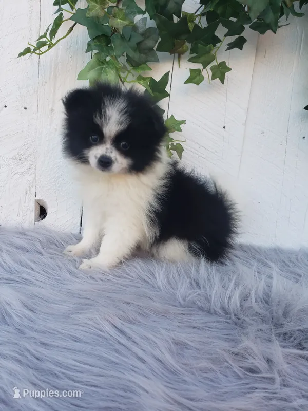 Abby  – Pomeranian puppy for sale in Sugarcreek, OH