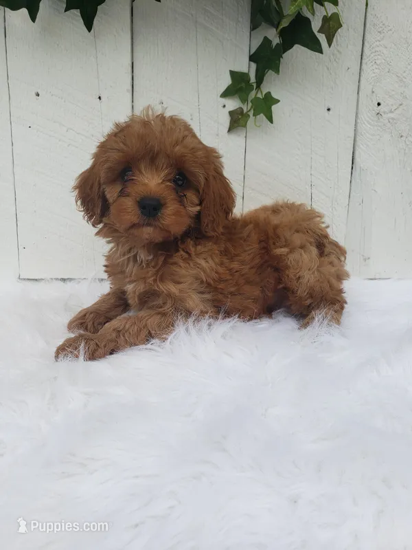 Rex  – Cavapoo puppy for sale in Sugarcreek, OH