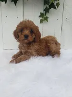 Rex , a male Cavapoo for sale in Sugarcreek, OH – 1 of 6