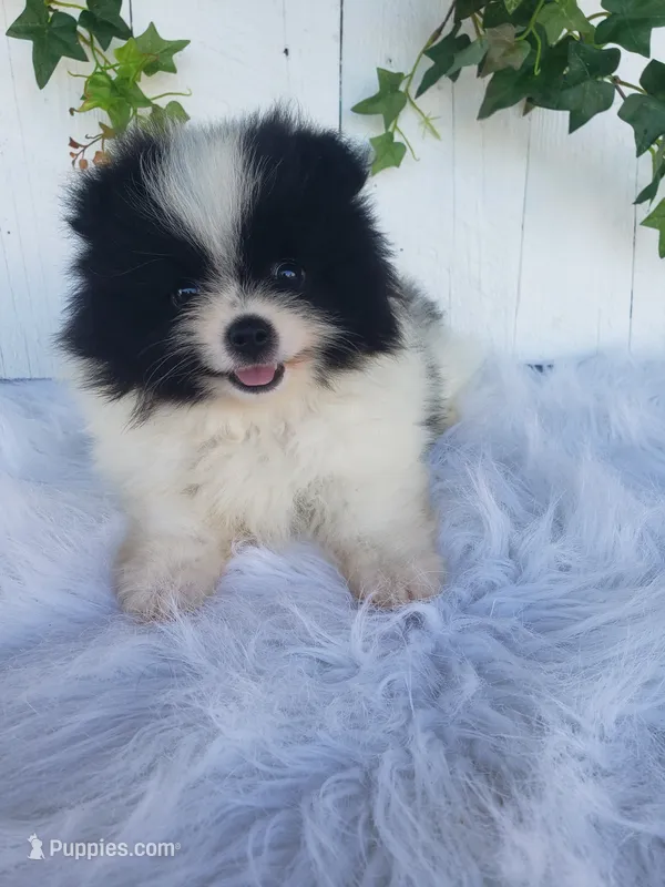 Willa  – Pomeranian puppy for sale in Sugarcreek, OH