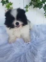 Willa , a female Pomeranian for sale in Sugarcreek, OH – 1 of 7
