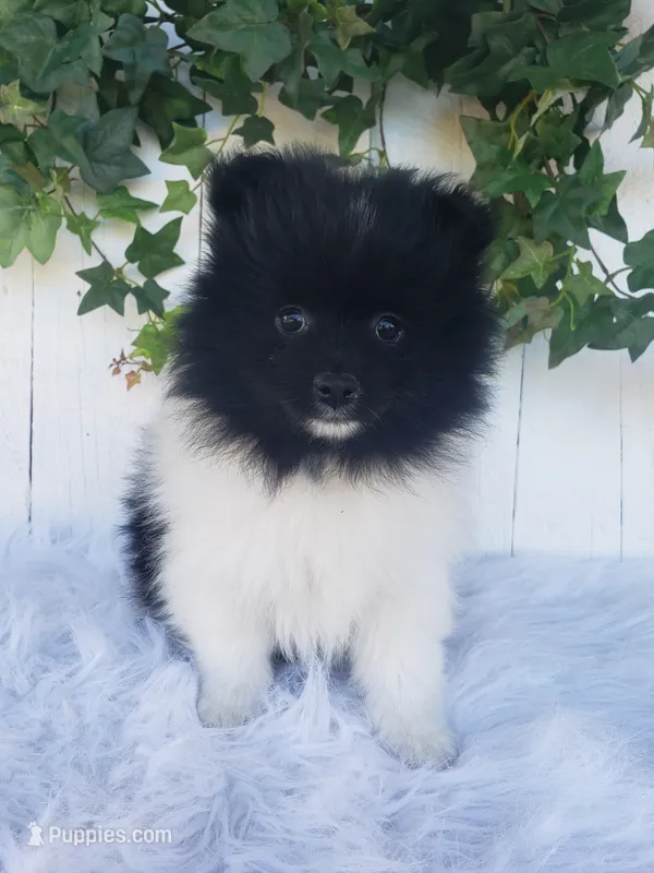Teddy  – Pomeranian puppy for sale in Sugarcreek, OH