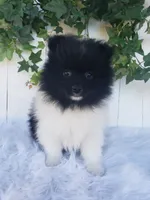 Teddy , a male Pomeranian for sale in Sugarcreek, OH – 3 of 8