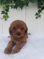 Rose , a female Cavapoo for sale in Sugarcreek, OH – 7 of 7