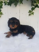 Lily , a female Cavapoo for sale in Sugarcreek, OH – 5 of 8