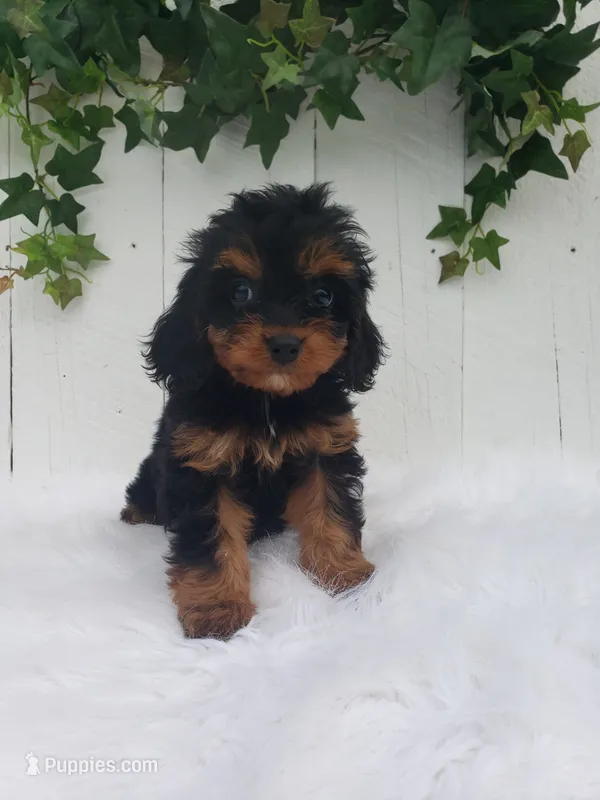 Callie  – Cavapoo puppy for sale in Sugarcreek, OH