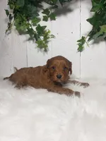 Brett , a male Cavapoo for sale in Sugarcreek, OH – Photo 3 of 6