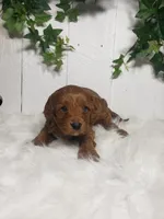 Brett , a male Cavapoo for sale in Sugarcreek, OH – Photo 2 of 6