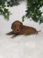 Brett , a male Cavapoo for sale in Sugarcreek, OH – Photo 4 of 6