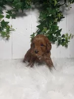 Brett , a male Cavapoo for sale in Sugarcreek, OH – Photo 5 of 6