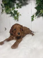 Brett , a male Cavapoo for sale in Sugarcreek, OH – Photo 1 of 6