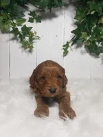 Brett , a male Cavapoo for sale in Sugarcreek, OH – Photo 6 of 6